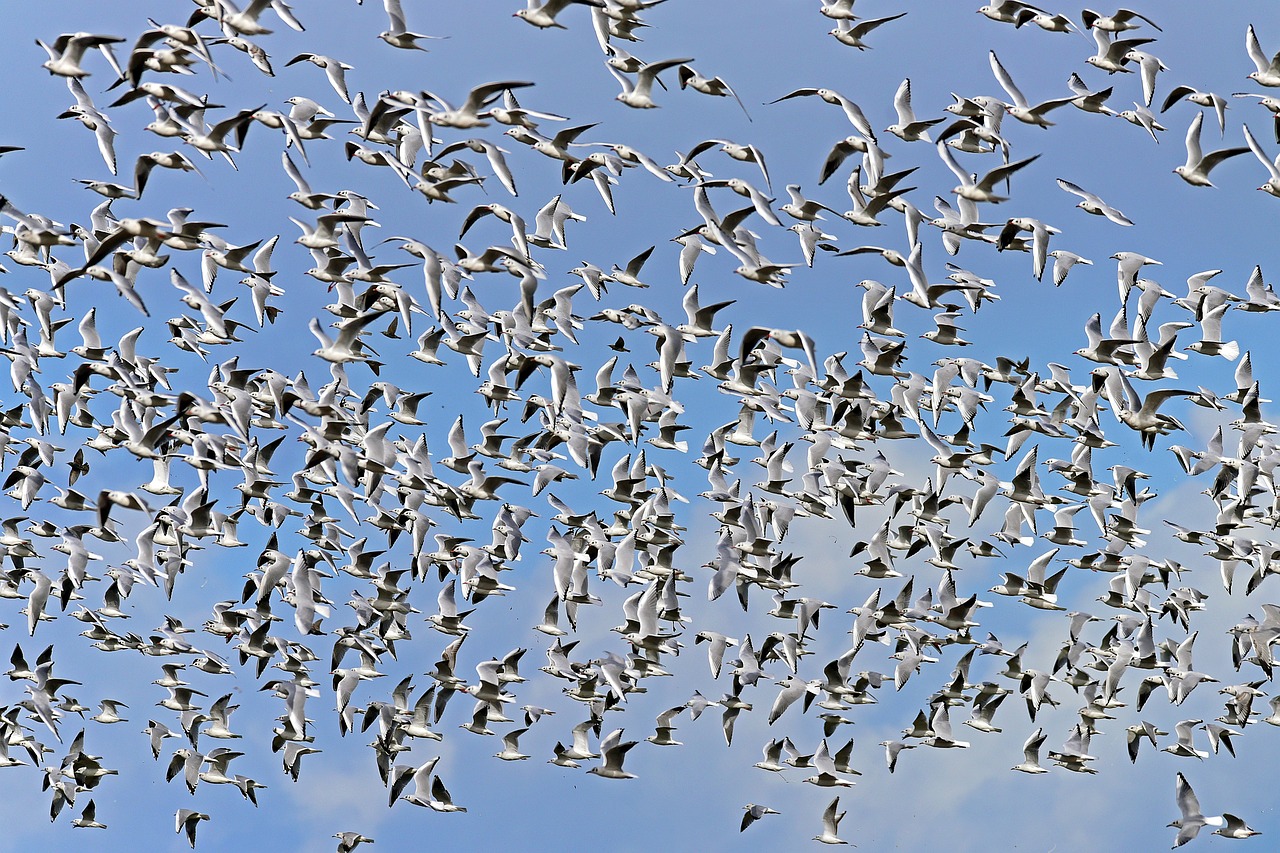 drone swarm